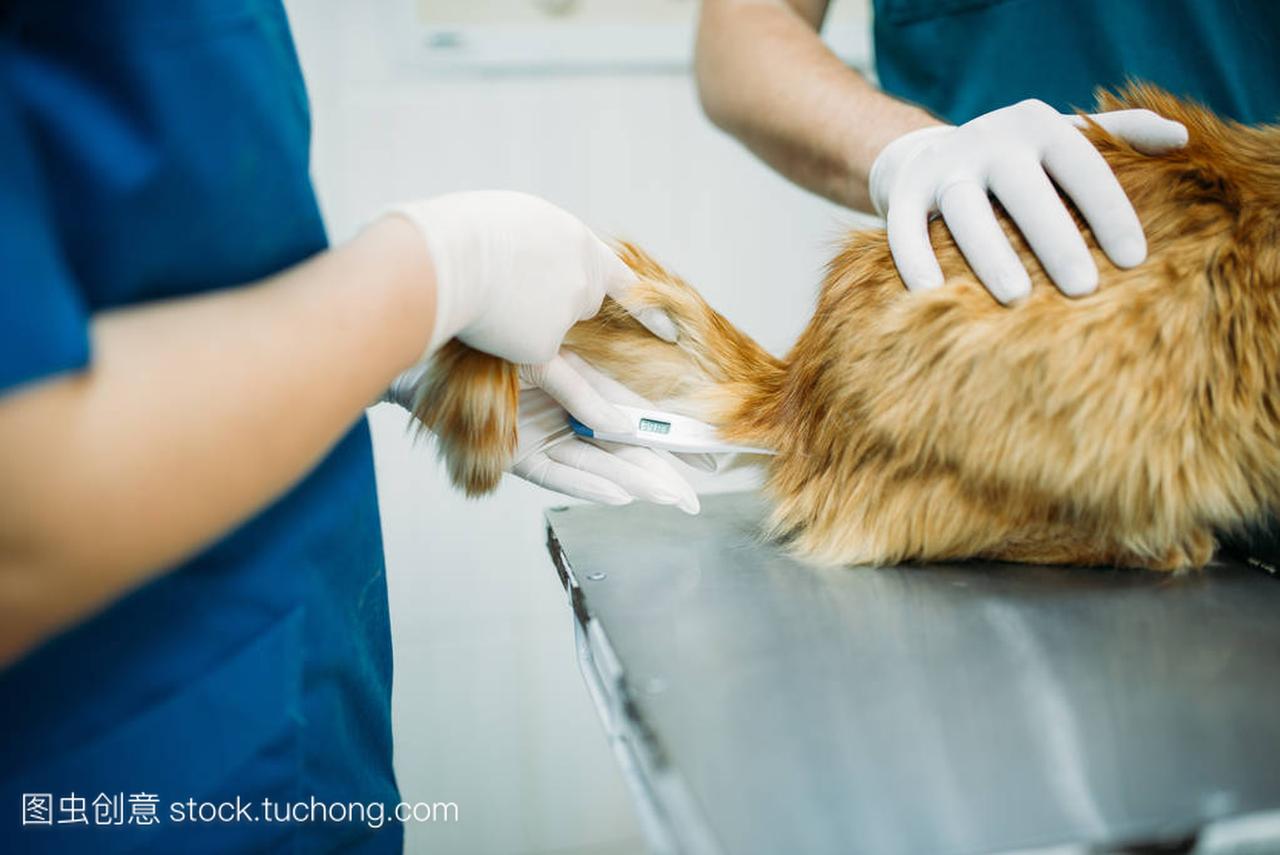 兽医门诊猫体温测量