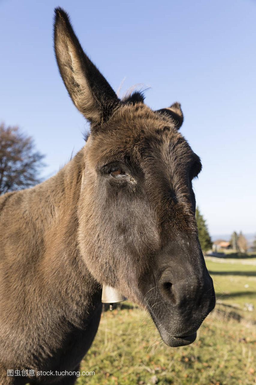 一个灰色的驴的画像看着相机, 瑞士