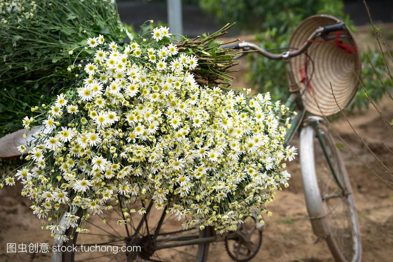 在越南河内, 自行车上有一堆菊花送到市场上