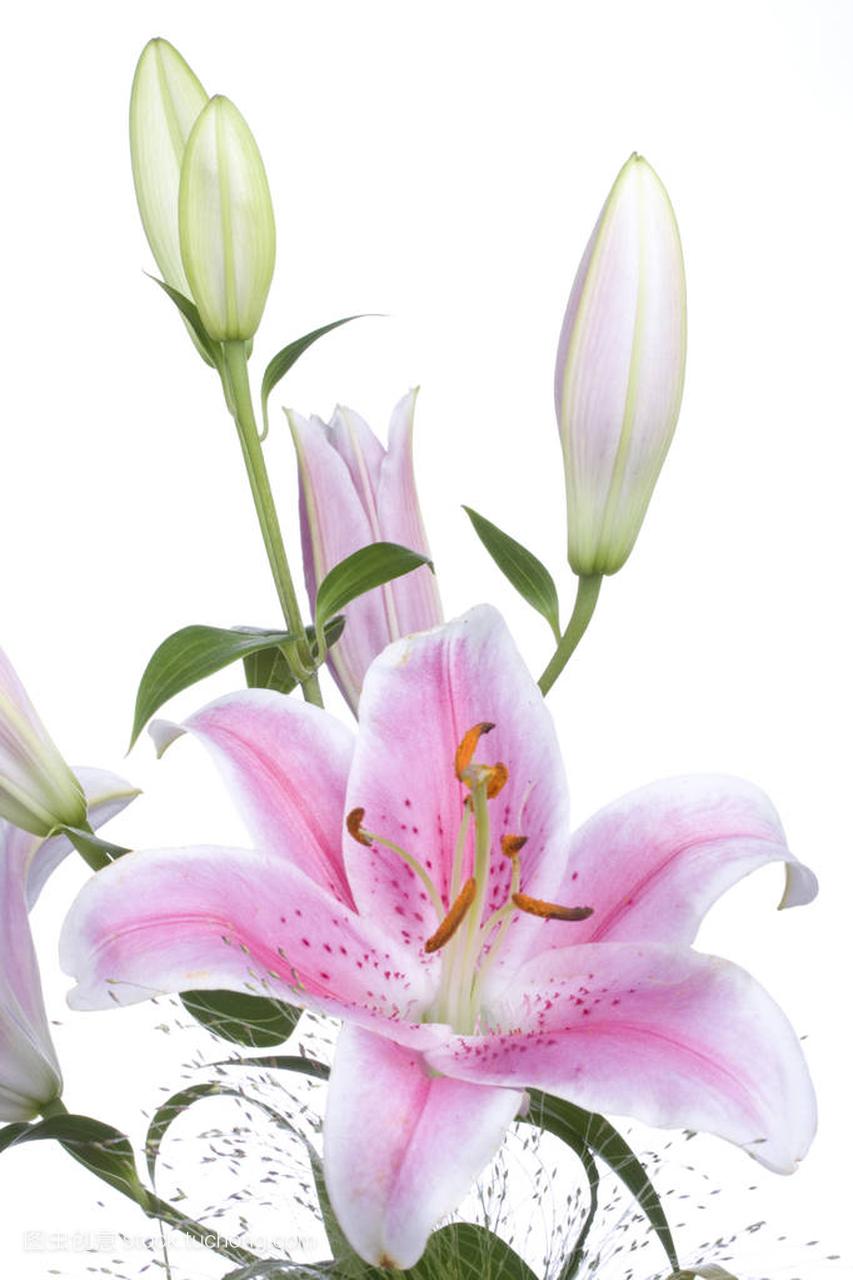 美丽的粉红色百合花在白色背景上被隔绝, 特写