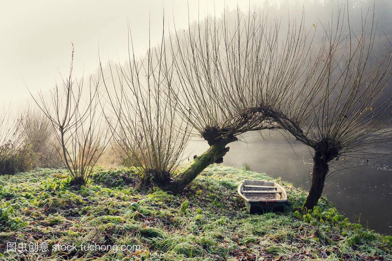下柳树在雾的早晨在 Luznice 河的海岸在捷克共