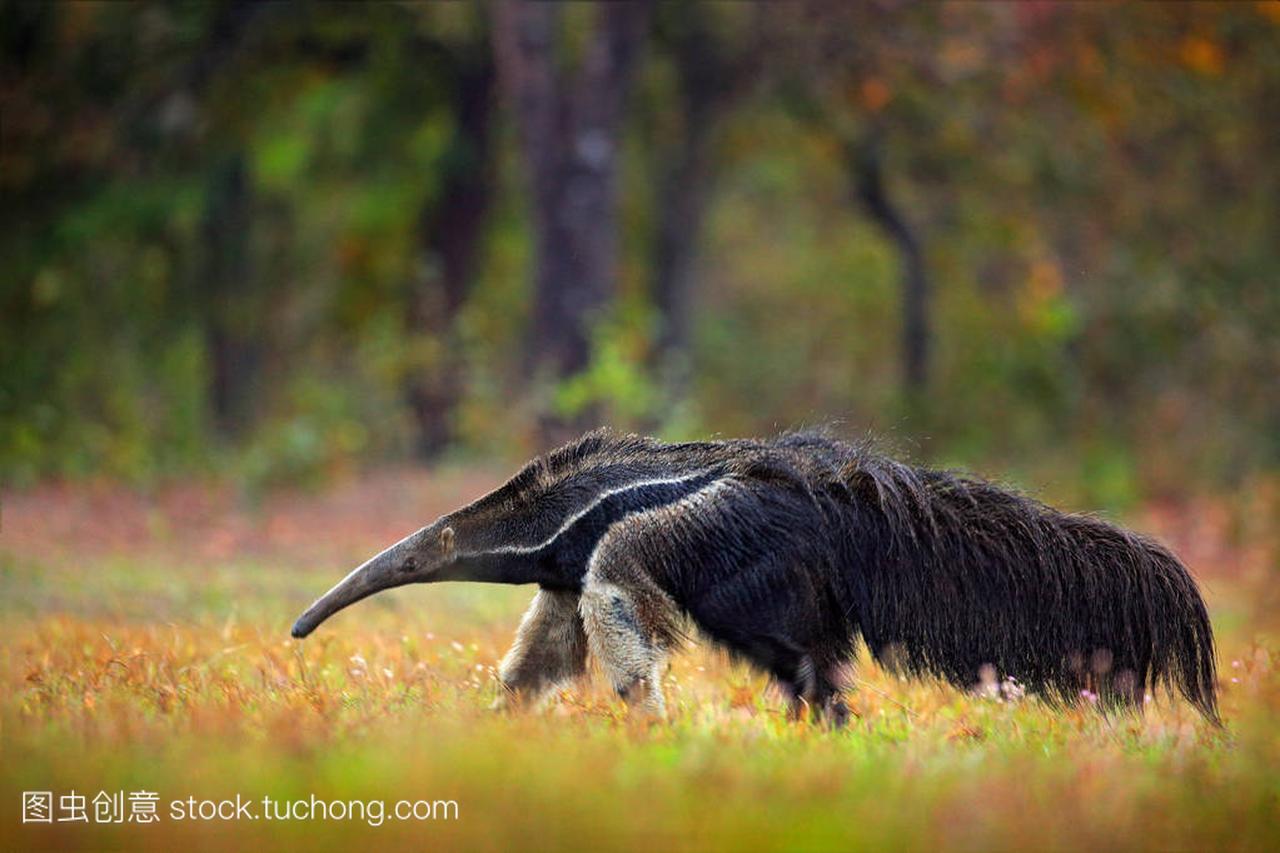 Anteater, cute animal from Brazil. Running 