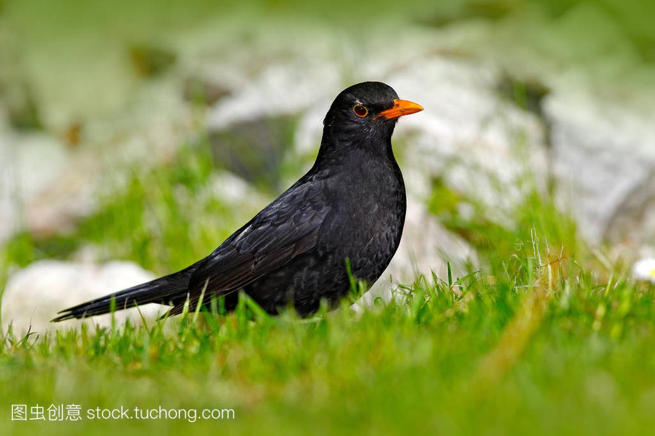 Black bird in green grass. Common 