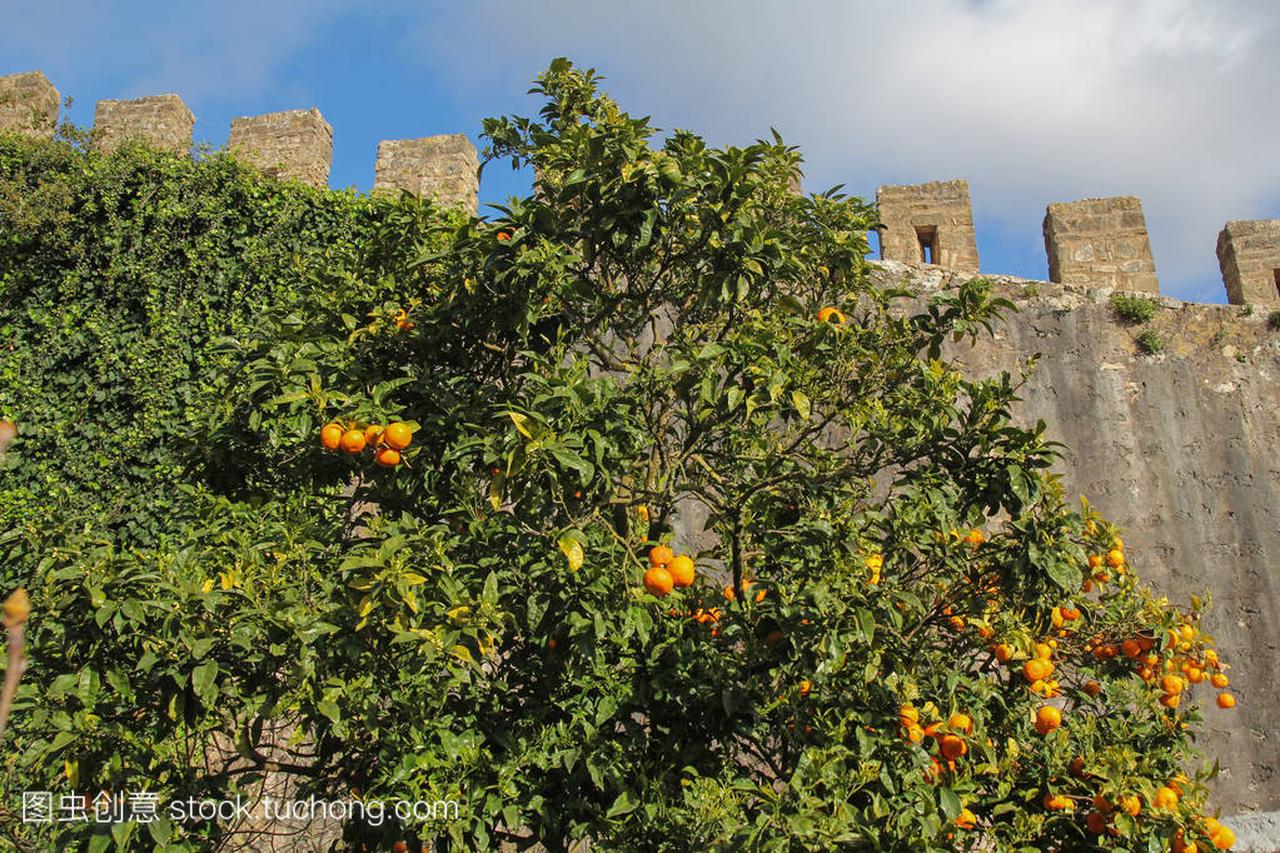 葡萄牙奥比都斯成熟水果橙树