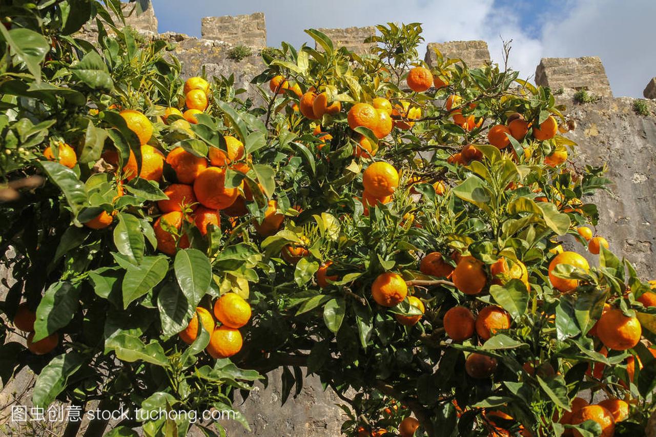 葡萄牙奥比都斯成熟水果橙树