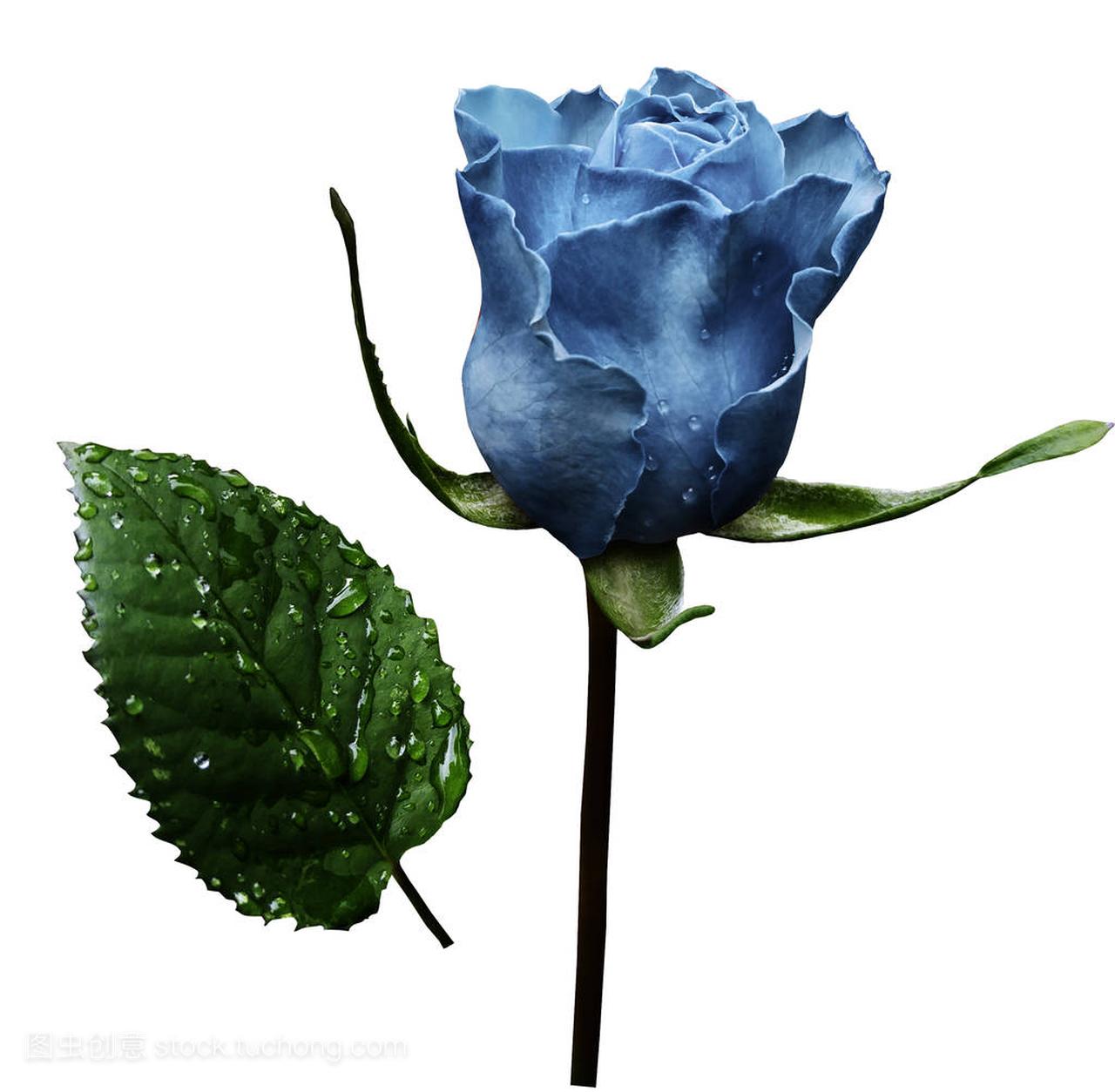 浅蓝色玫瑰在白色隔绝的背景与修剪路径。没有