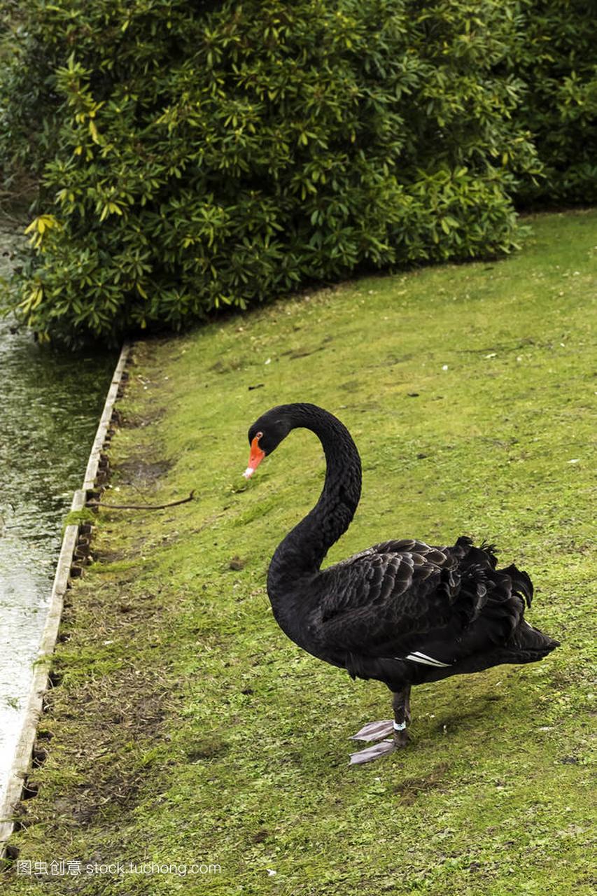 英国萨里的克莱门特景观花园黑天鹅