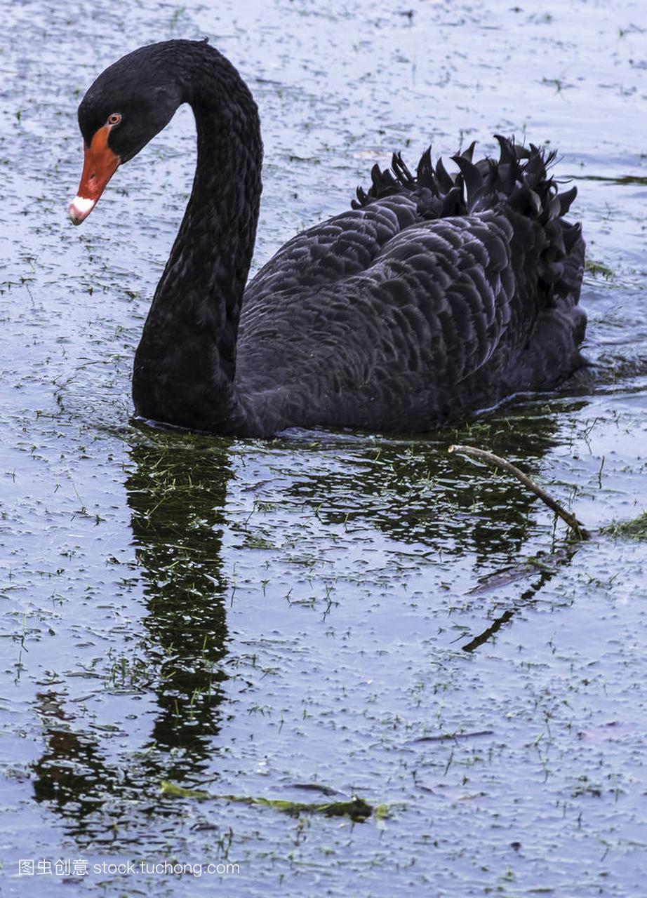 黑天鹅游泳在克莱门特湖, 伊舍, 萨里, 英国