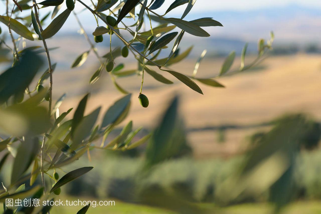 橄榄树在意大利, 收割时间。日落橄榄花园, 德泰