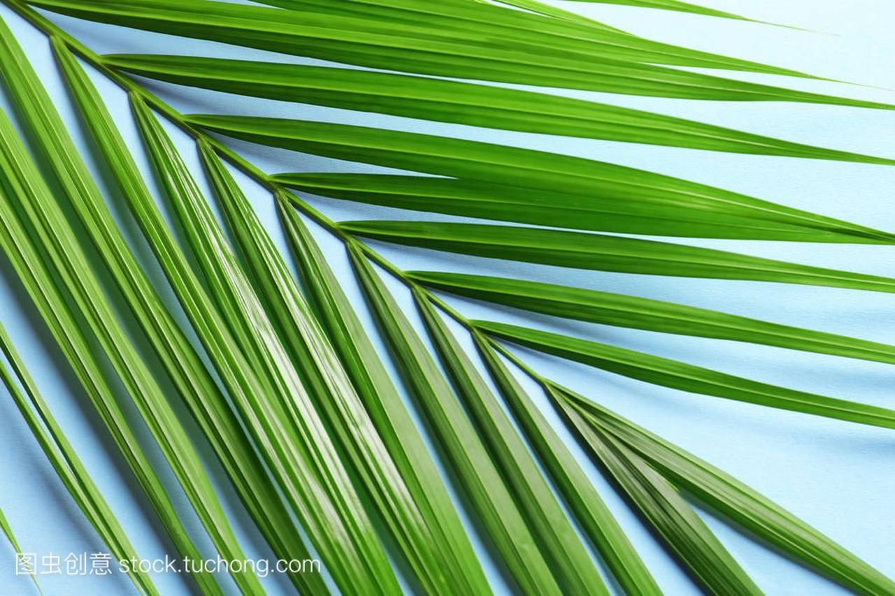 美丽的热带西米棕榈叶颜色背景, 顶部视图