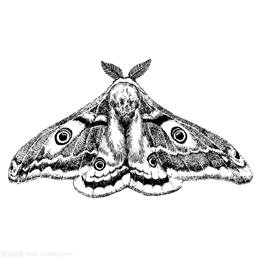 手画的美丽的飞蛾插图。孤立的矢量插图。幻想