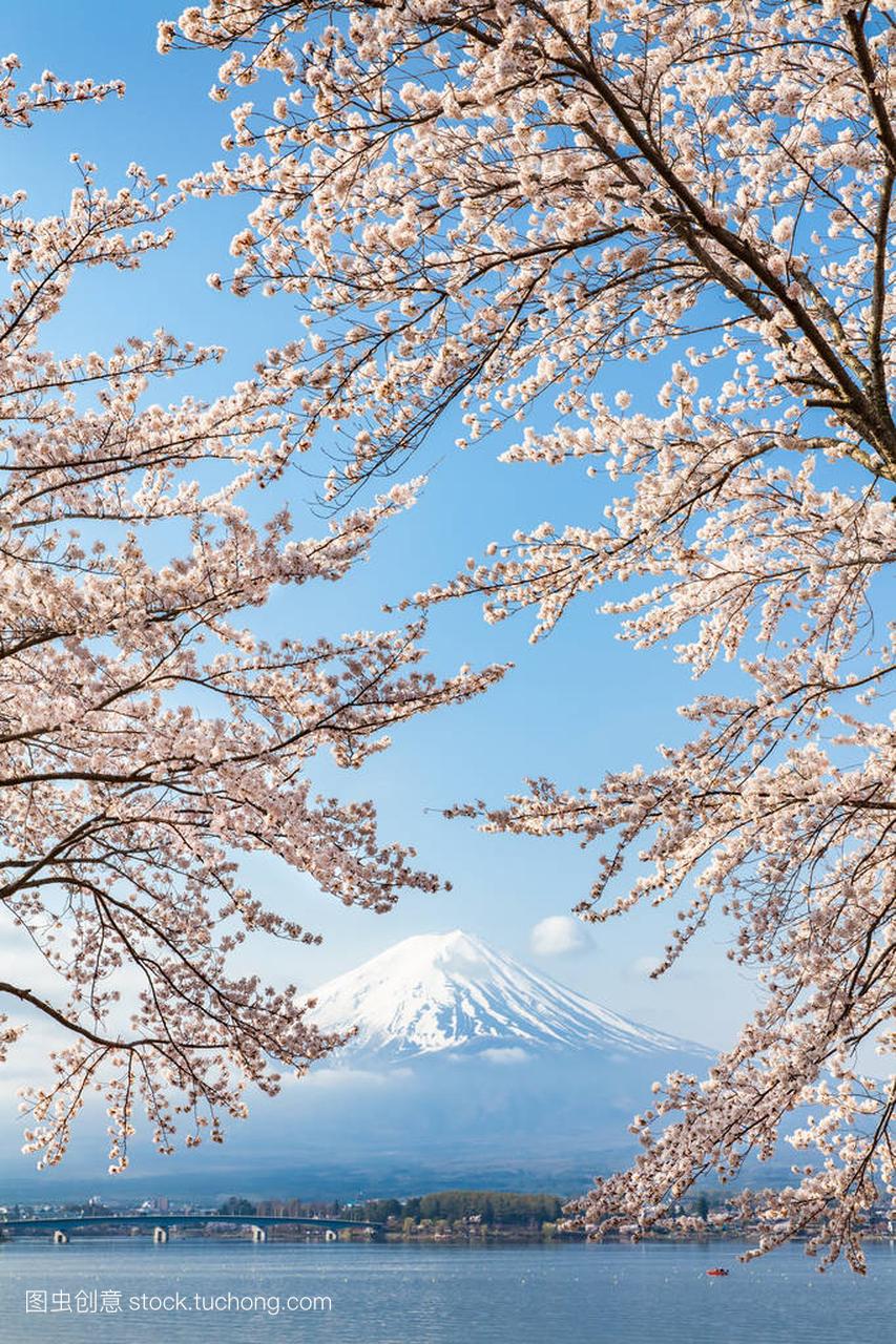 日本河口湖樱花樱桃花与山富士