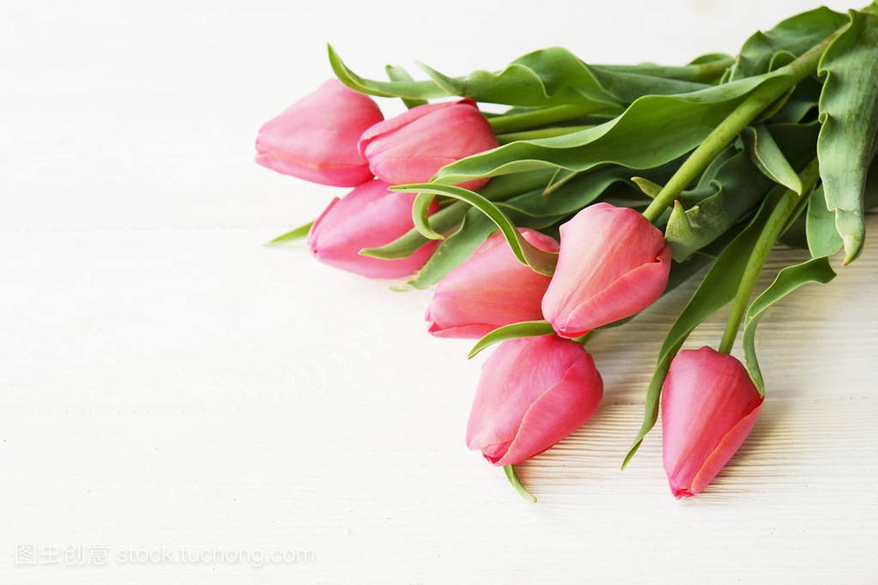 一束粉红色的郁金香在美丽的春天节日作文上躺