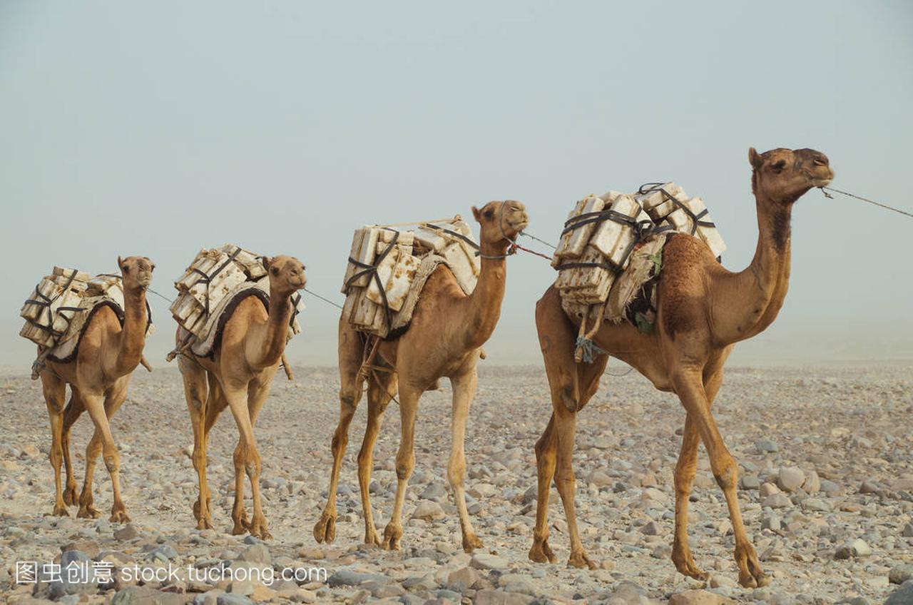 Camels caravan with blocks of salt of the 