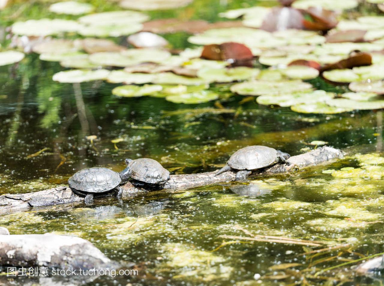 三只淡水海龟在池塘的原木上晒太阳