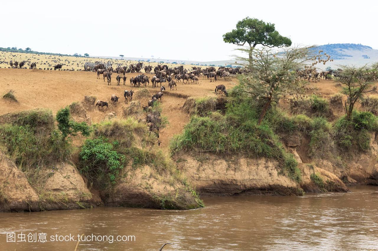 伟大的非洲移民。在马拉河的景观与大群的角羚