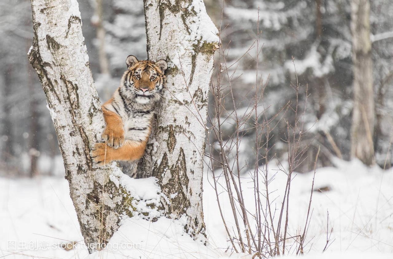 老虎爬上猎物后面的树。在寒冷的冬天猎杀树上