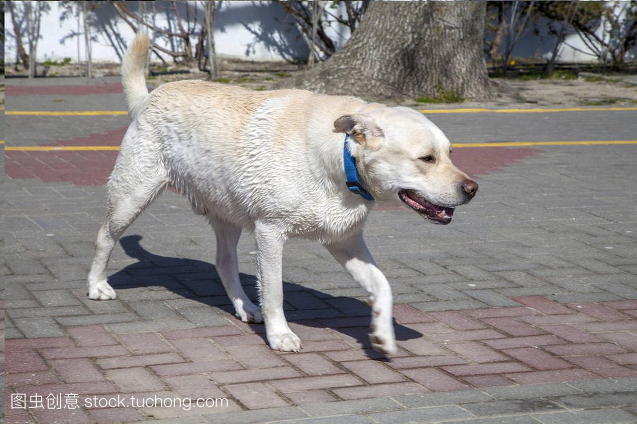 一条狗, 一只白色的拉布拉多沿着购物中心