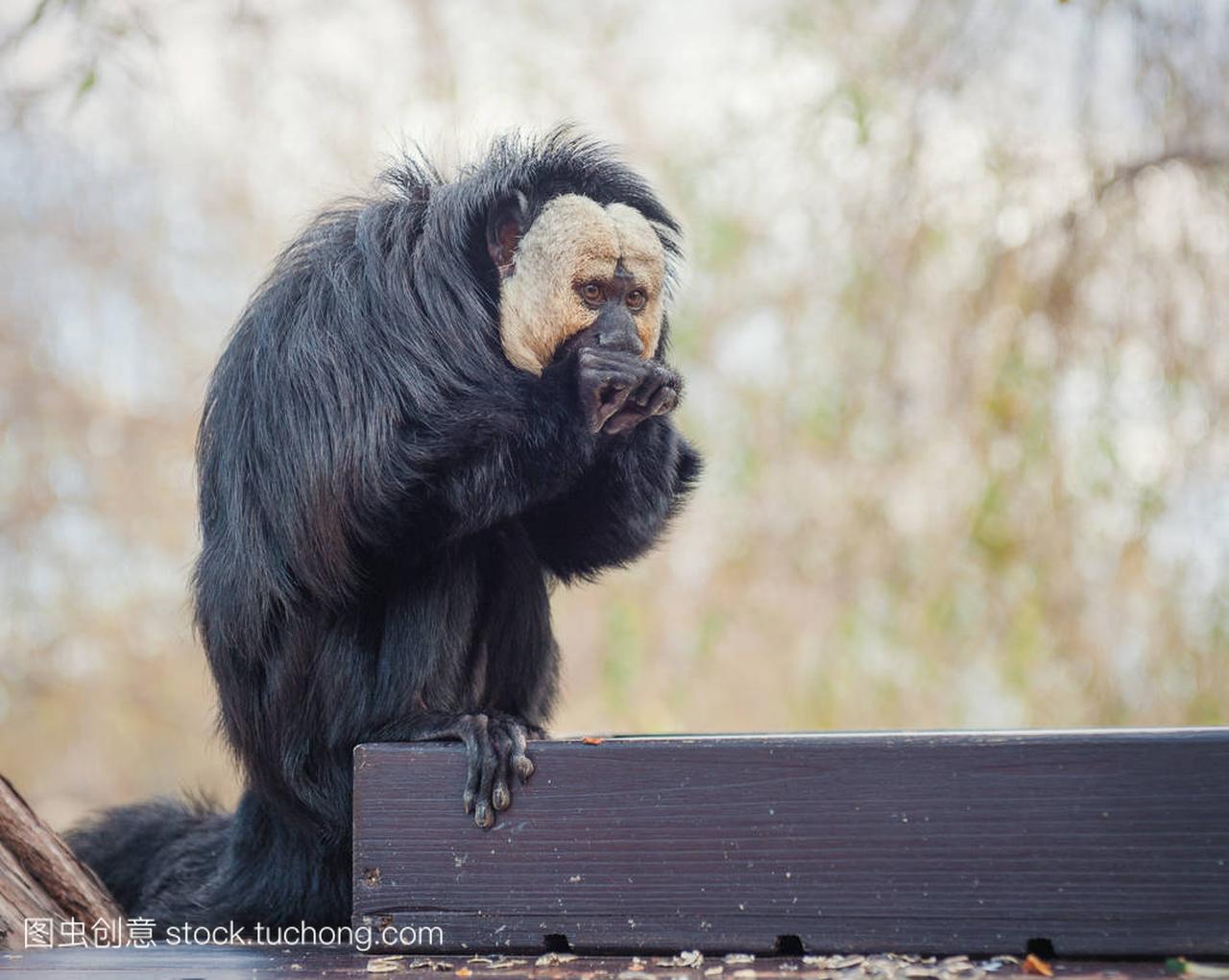 小猴子在动物园吃东西