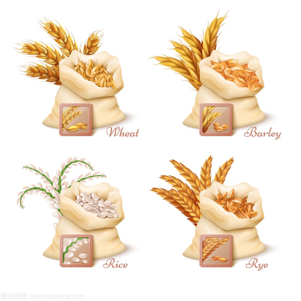 农用谷物-小麦、大麦、燕麦和大米矢量集