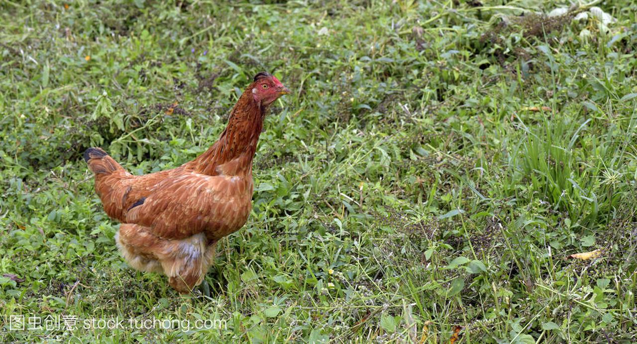 鸡肉放在小农场院子里, 为国内消费肉类和鸡蛋