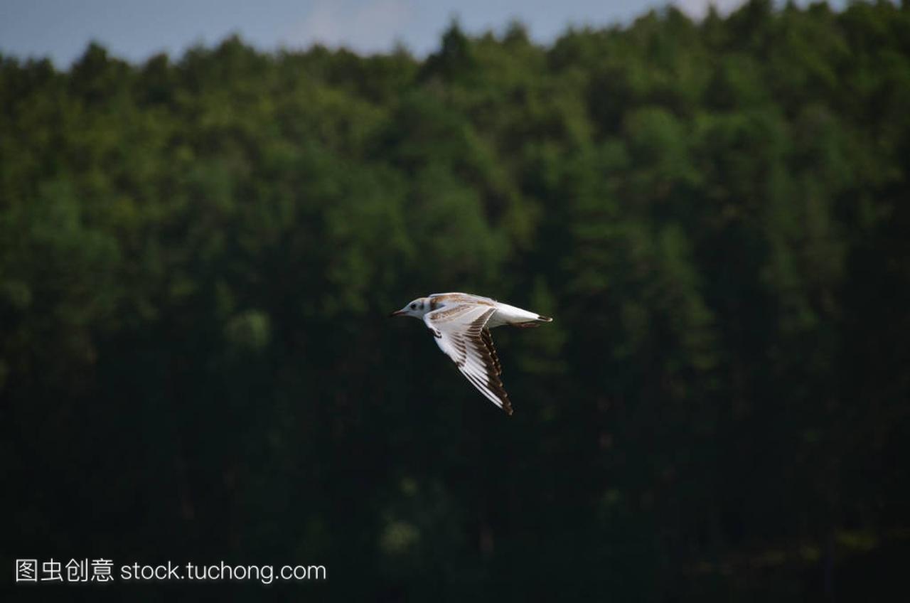 Fast black-headed gull flies quickly on dark fore