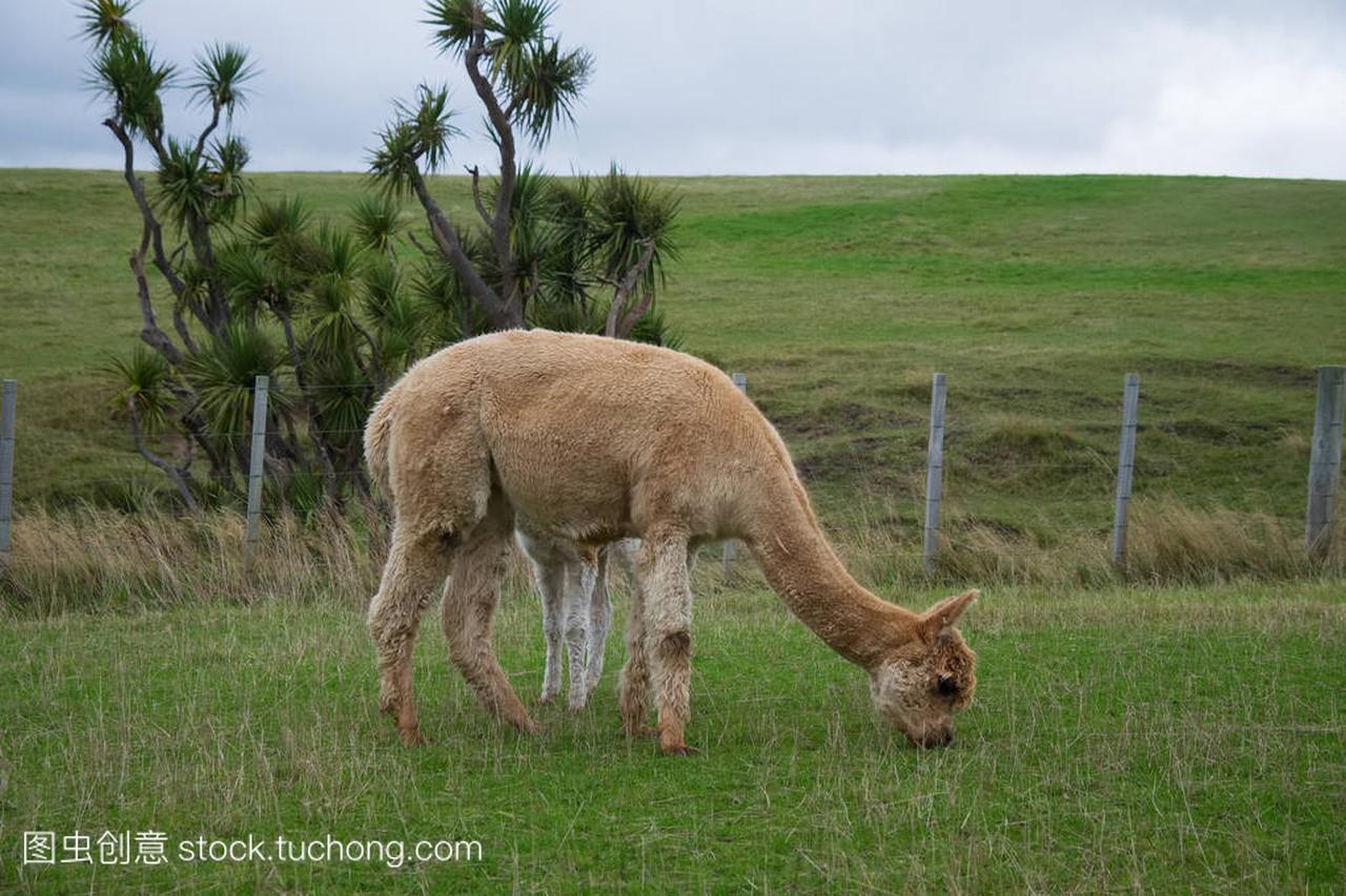 在新西兰牧场周围的羊驼放松和上光