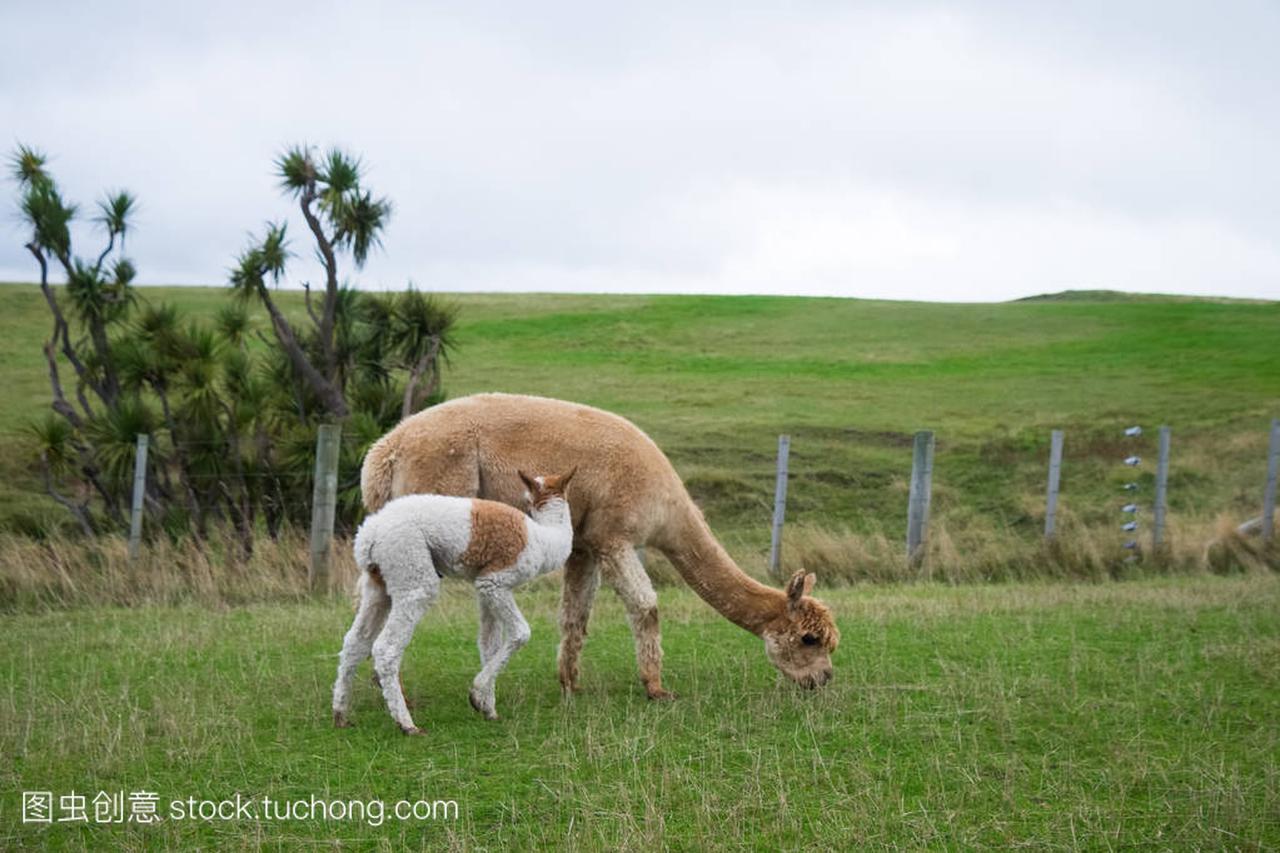 在新西兰牧场周围的羊驼放松和上光