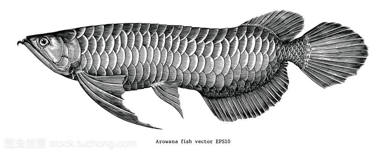 Change the water and record Albino ReArowanad Dragon Fish ASIAN AROWANA,AROWANA,STINGRAY The2sheet