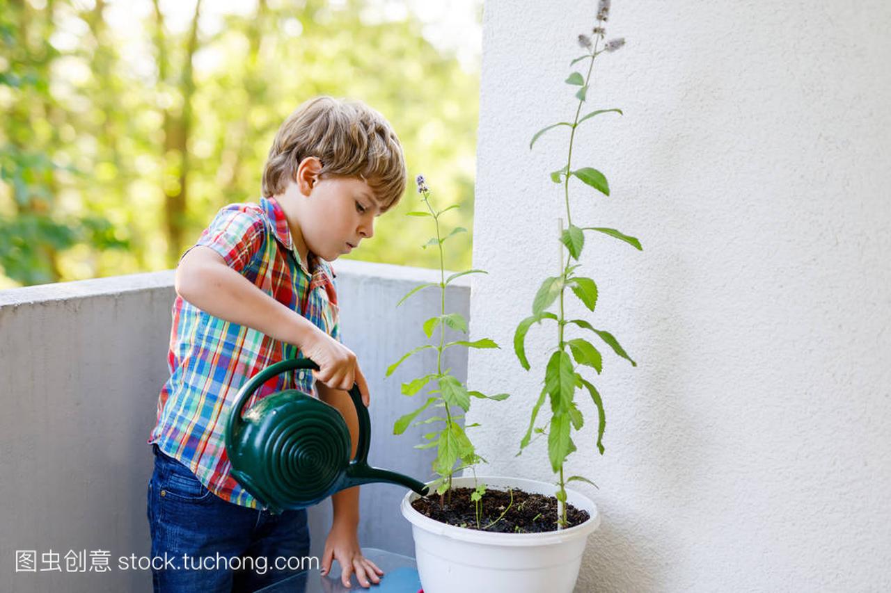 活跃的小学龄前儿童男孩浇水植物用水可以在家