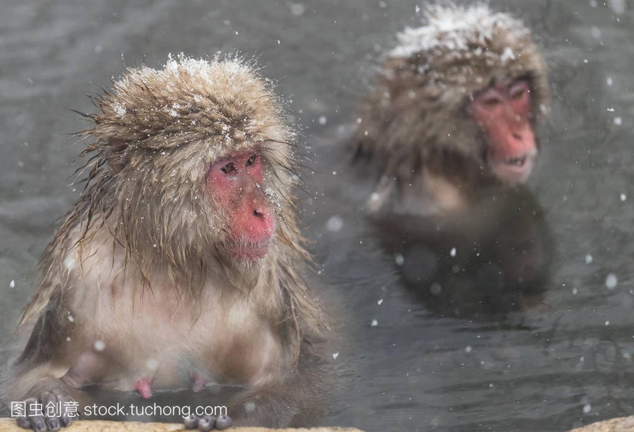 日本长野地狱谷猴公园自然温泉的猴子沐浴
