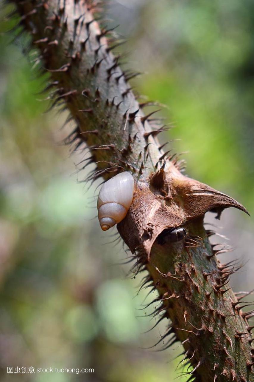 在 spiney 藤上的小蜗牛, 波多黎各的塔里丛林小