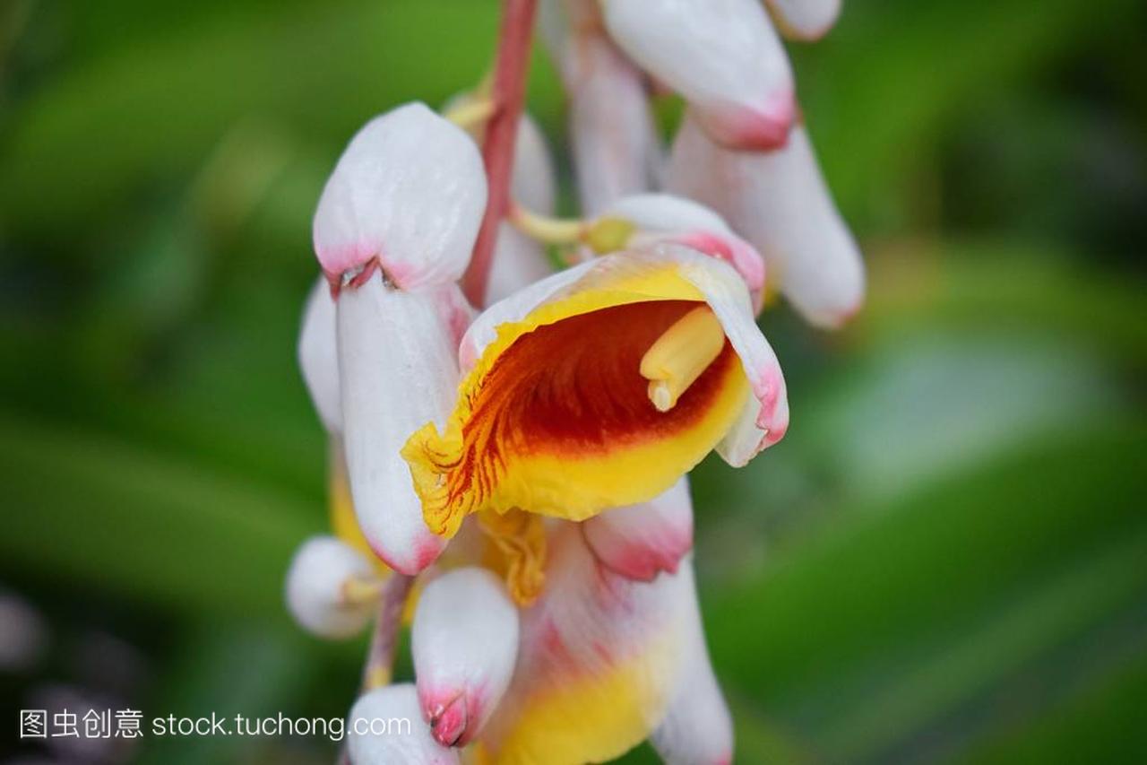 关闭彩色热带花卉在伊甸, 波多黎各的塔里丛林