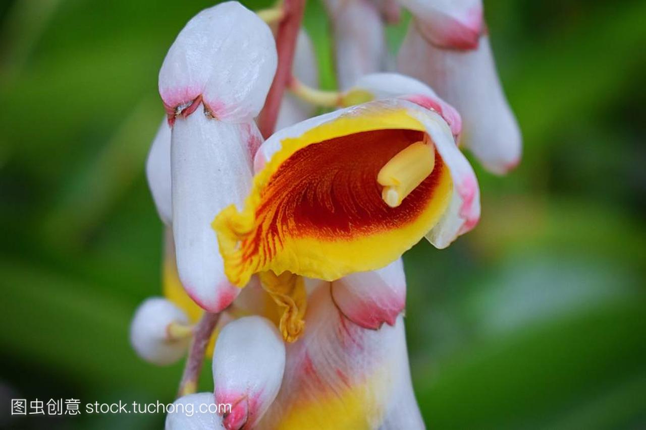 关闭彩色热带花卉在伊甸, 波多黎各的塔里丛林