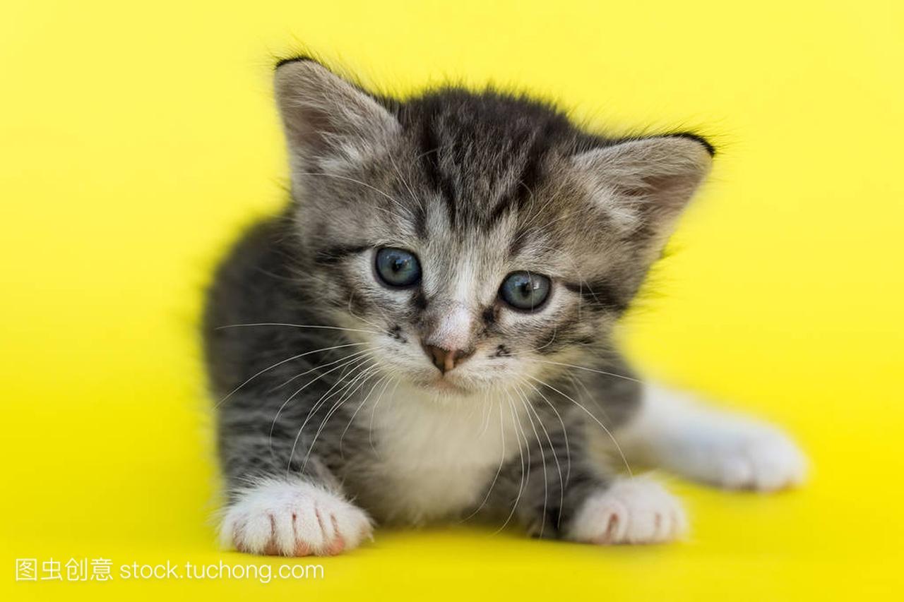 Little gray kitten on a yellow background