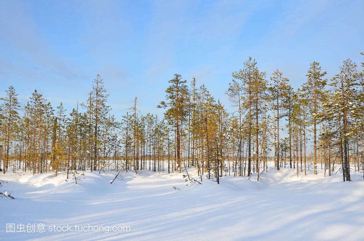 俄罗斯冬季景观。阿尔汉格尔斯克地区, Marko