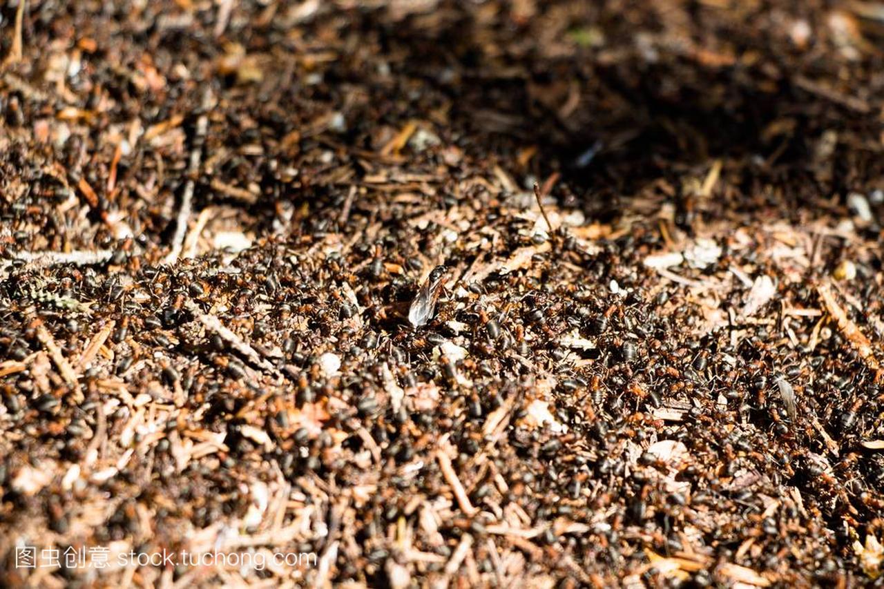 There are a lot of ants in the anthill, which is stra