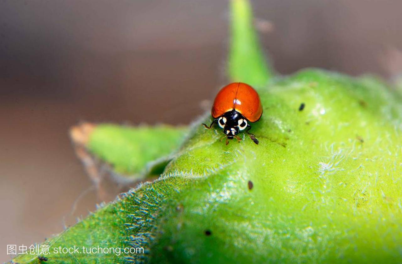 Lady bug perched on a plant