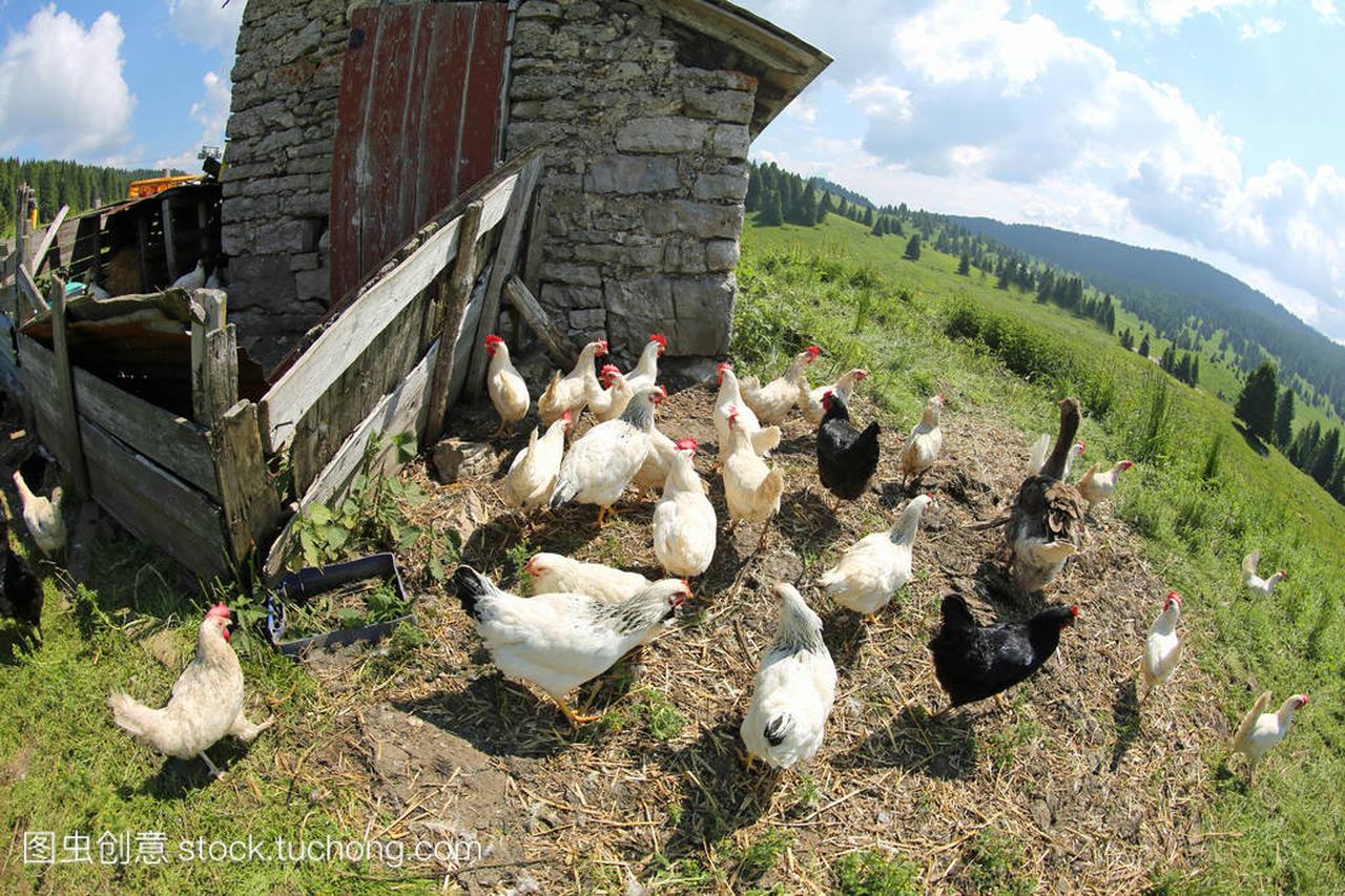 chickens and hens in the farm in summer photo