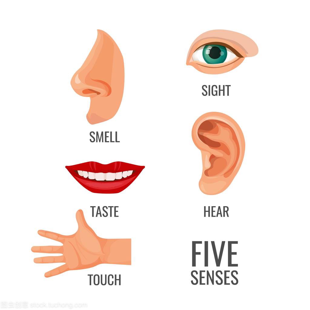 Five senses with titles at body parts vector 