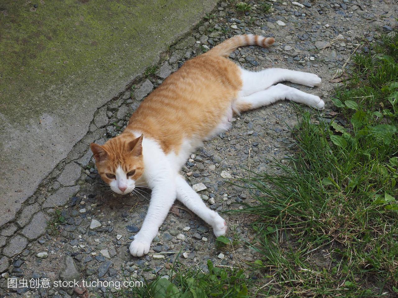 orange and white domestic tabby cat, domestic