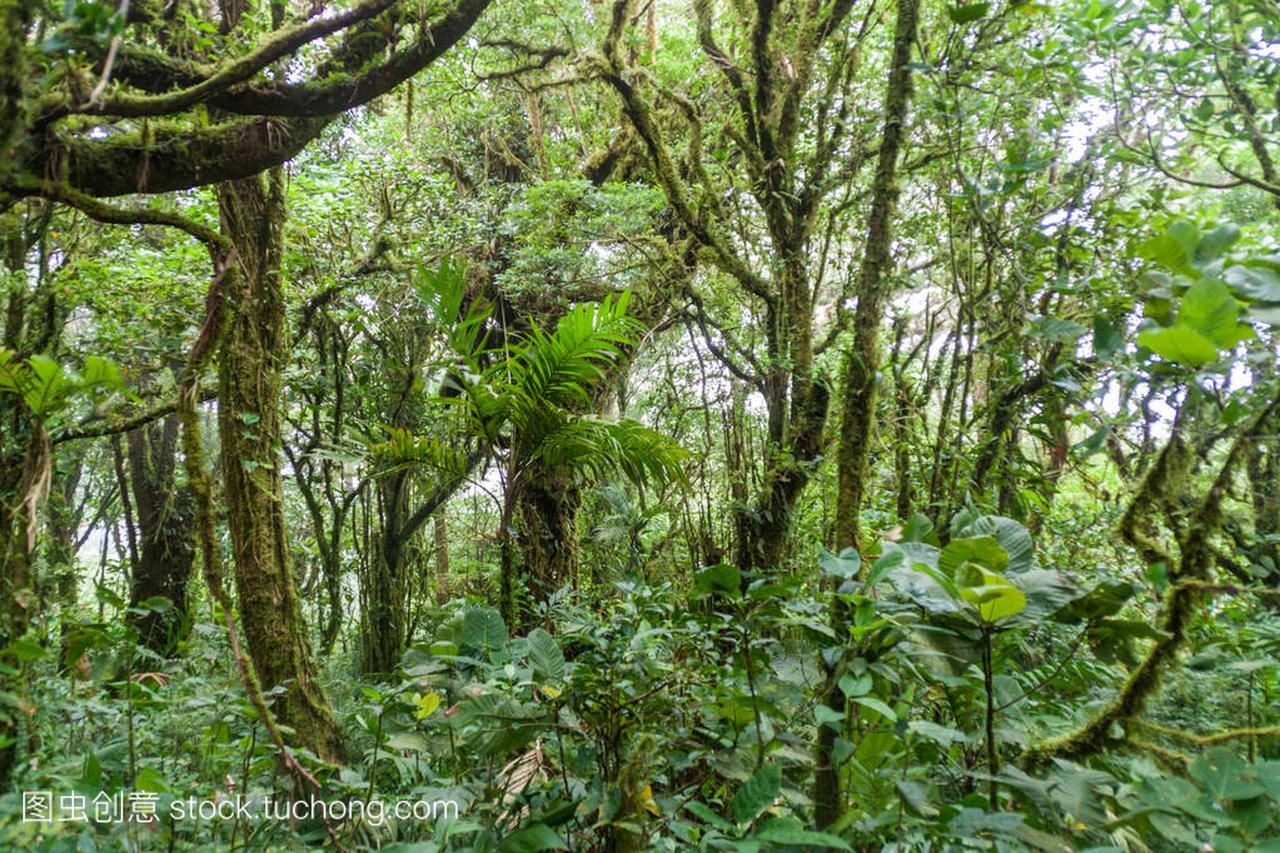 Cloud forest of Reserva Biologica Bosque Nub