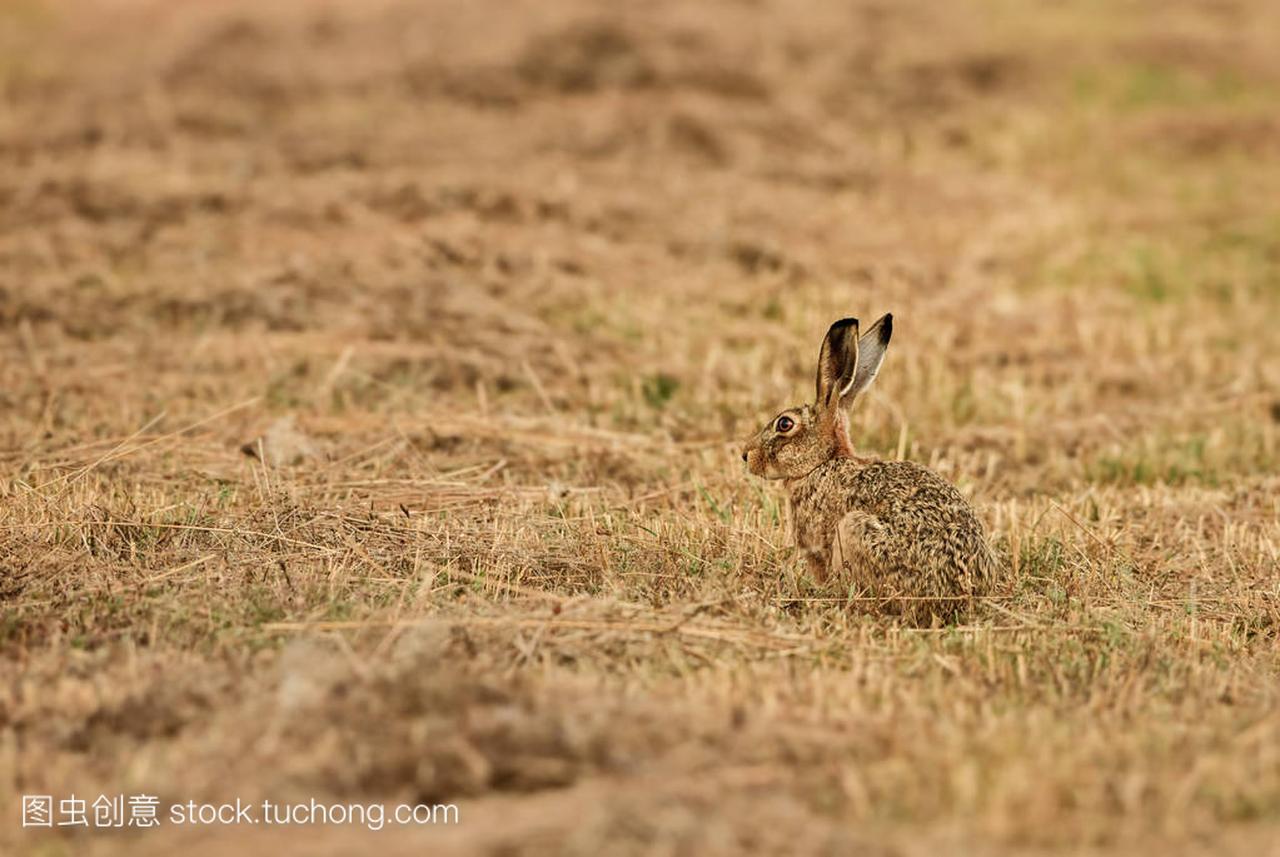 Brown Hare - Lepus europaeus, common hare 