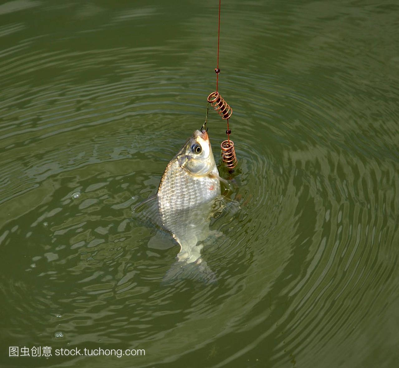 Caught crucian carp fishing on a background o