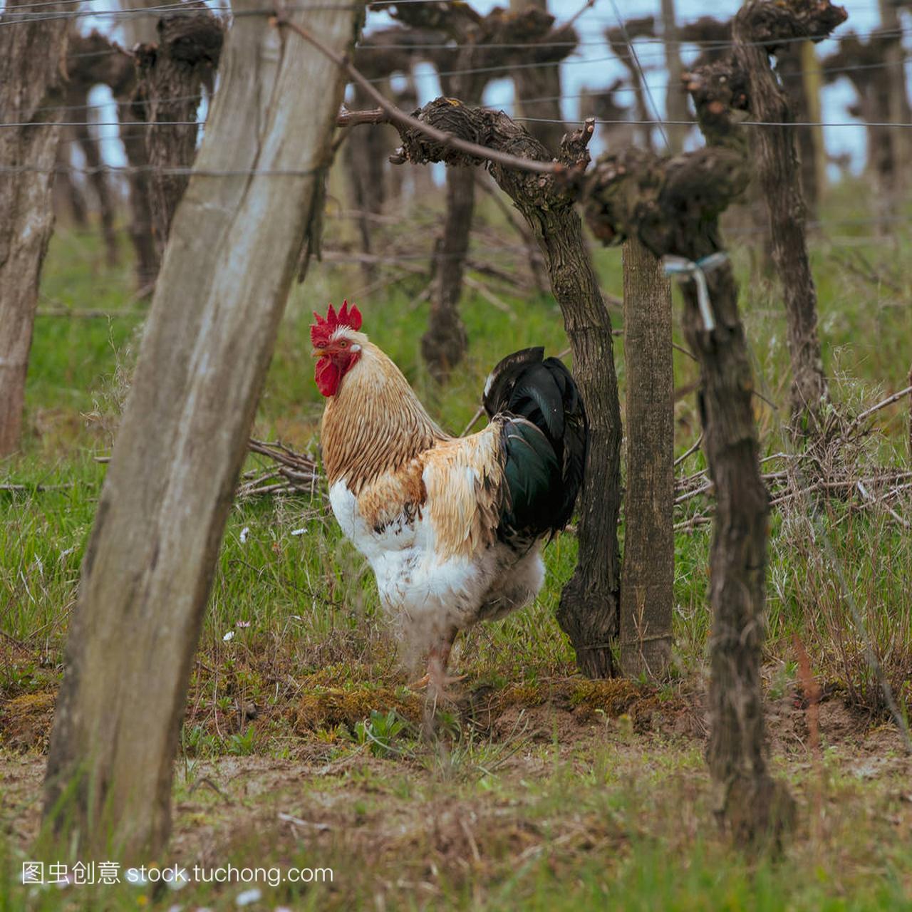 en on traditional free range poultry farm in the vineyards