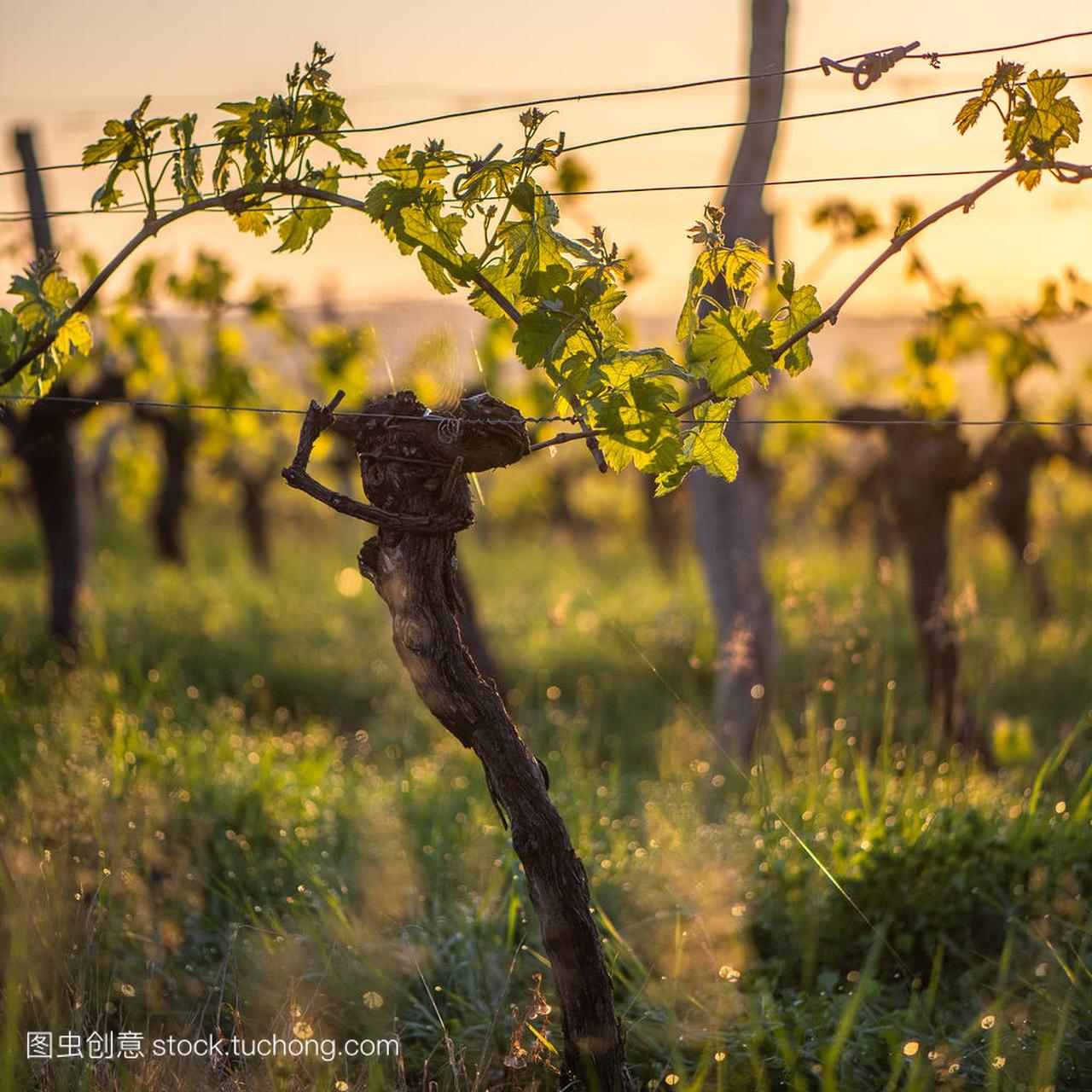 ng branch with sunlights in Bordeaux vineyards,