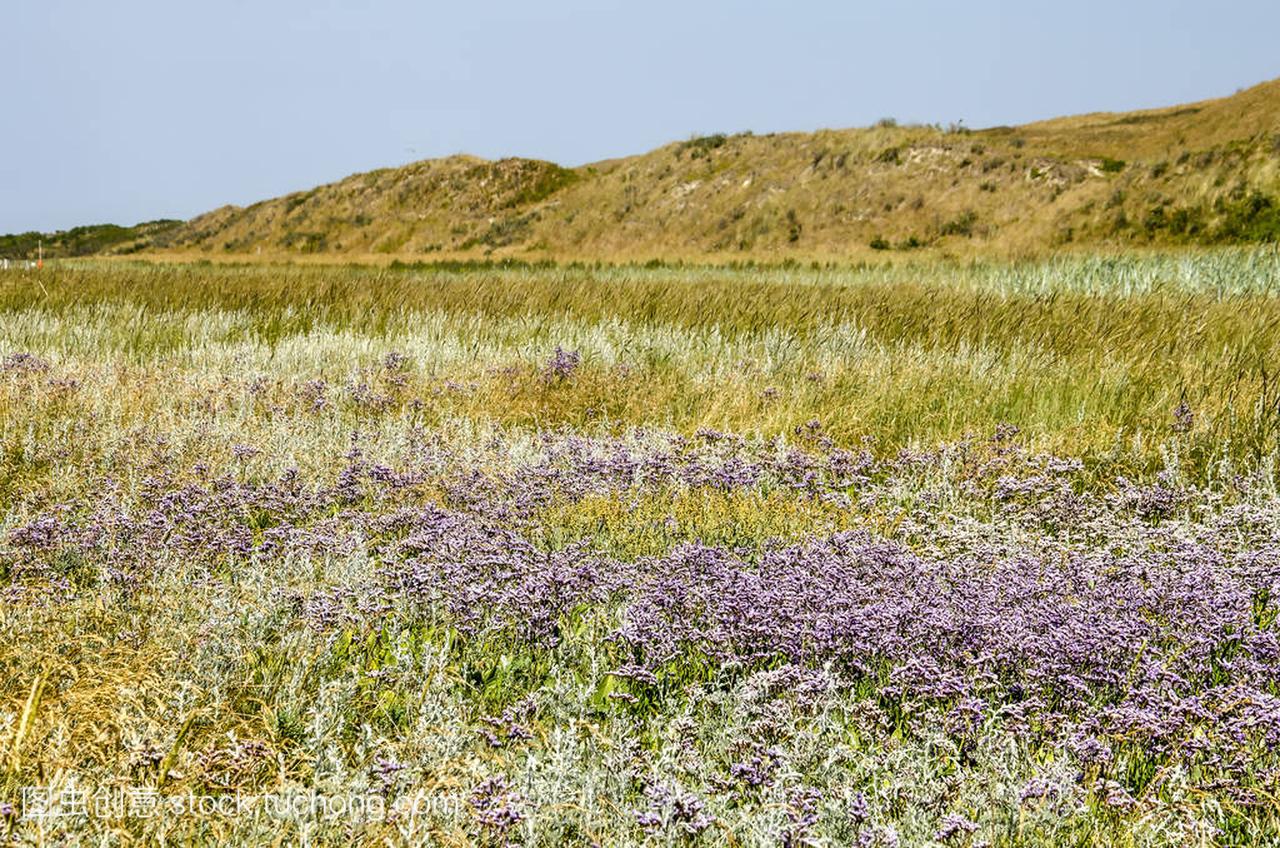 Field with sea lavender and other salt tolerant v