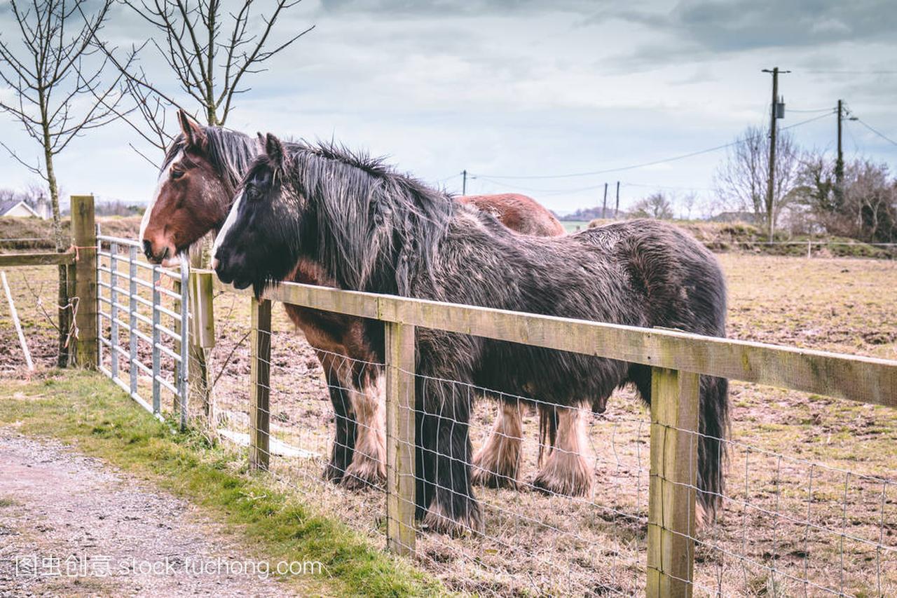 Two horses in a pasture behind a fence