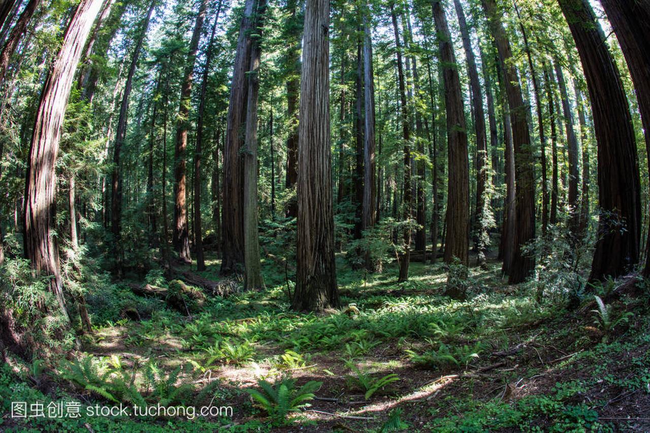 Redwood National Park, found along the 