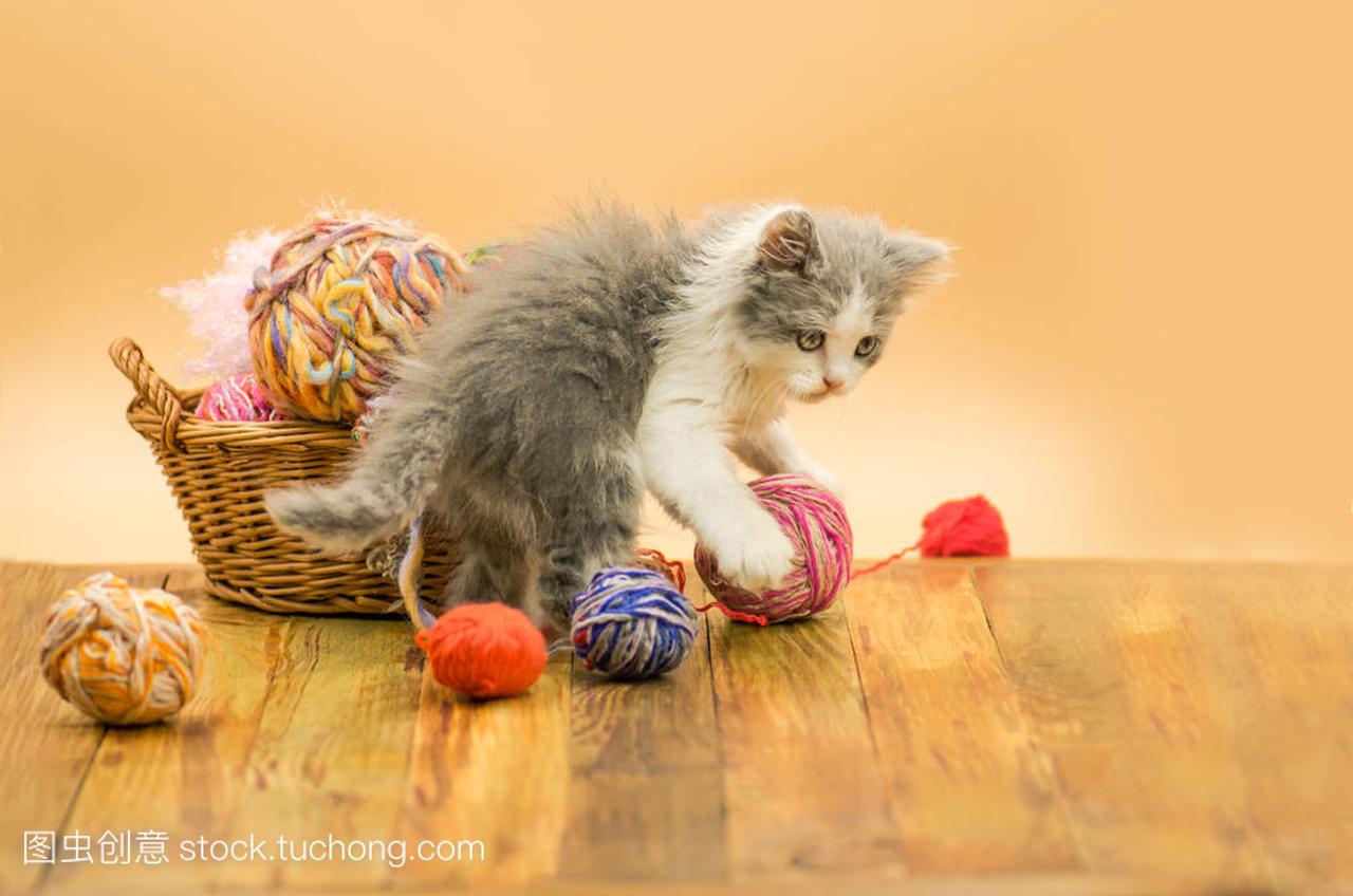 ffy cat is playing with ball of knitting. Cute kitten 